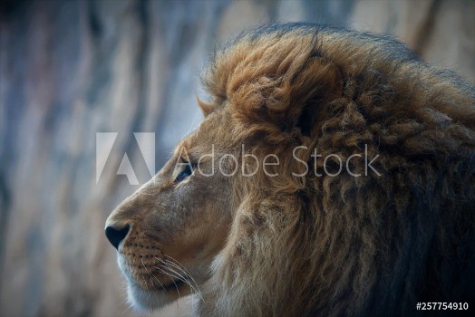 Picture of Lwen Blick Lion Looks 